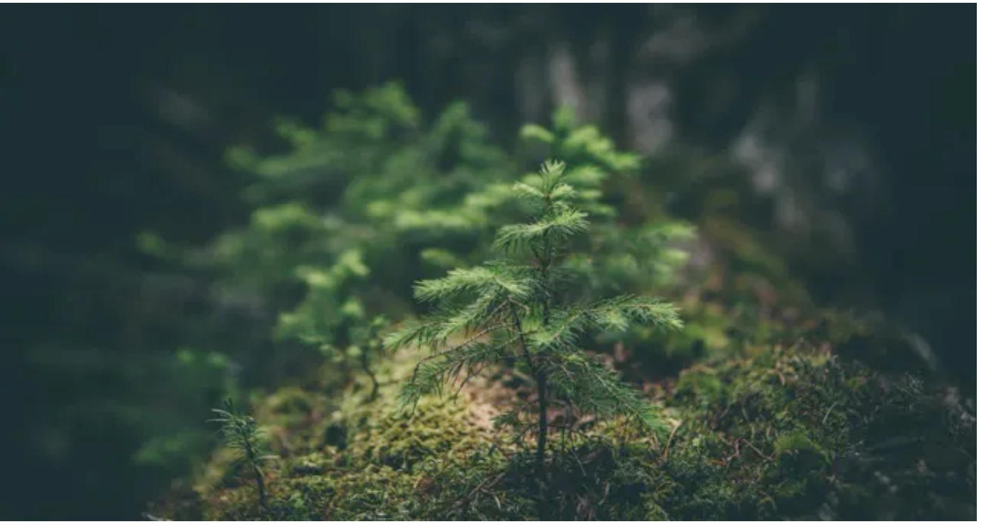 THE BEST ENVIRONMENTAL BOOKS FOR READERS WHO WANT TO SAVE THE PLANET