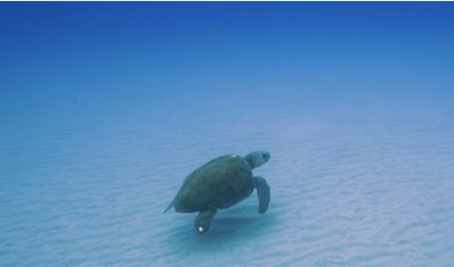 Photographer’s new book covers the secret lives of sea turtles